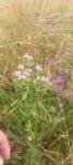 Centaurium erythraea