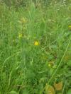 Lathyrus aphaca