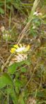Anthyllis vulneraria
