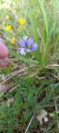Polygala calcarea