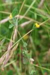 Lotus angustissimus