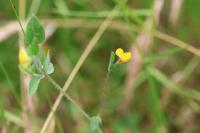 Lotus angustissimus