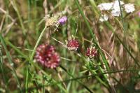 Allium vineale