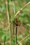 Allium vineale