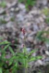 Persicaria maculosa