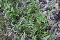 Persicaria maculosa