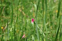 Lathyrus nissolia