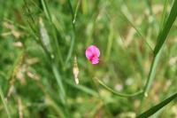 Lathyrus nissolia