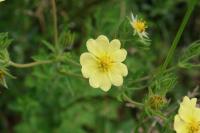 Potentilla recta