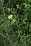 Potentilla recta
