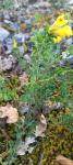 Cytisus lotoides