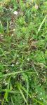 Asperula cynanchica