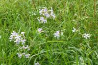 Saponaria officinalis