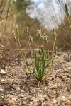Plantago coronopus