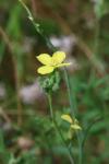 Coincya monensis subsp. cheiranthos