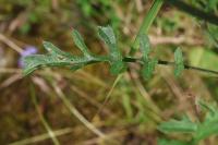 Coincya monensis subsp. cheiranthos