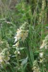 Verbascum lychnitis