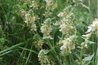 Verbascum lychnitis