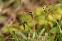 Luzula forsteri