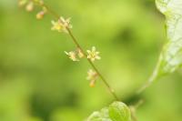 Dioscorea communis