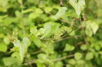 Dioscorea communis