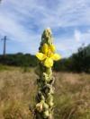 Verbascum densiflorum