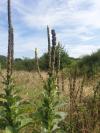 Verbascum densiflorum