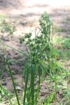 Cyperus eragrostis