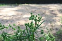 Cyperus eragrostis
