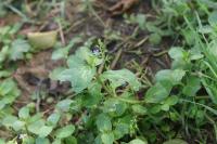 Veronica beccabunga