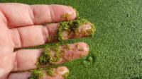 Wolffia columbiana