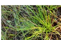 Isolepis fluitans