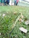 Spiranthes spiralis