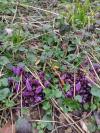Lathraea clandestina