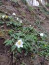 Anemone nemorosa