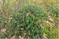 Cistus umbellatus