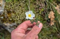 Cistus umbellatus