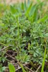 Ranunculus paludosus