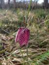 Fritillaria meleagris