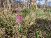 Fritillaria meleagris
