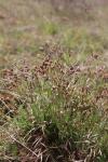 Luzula campestris