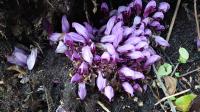 Lathraea clandestina