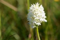 Anacamptis pyramidalis