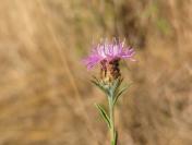 Centaurea jacea subsp. timbalii