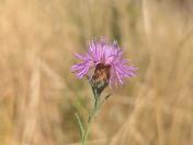 Centaurea jacea subsp. timbalii