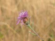 Centaurea jacea subsp. timbalii