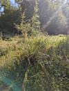Carex pendula