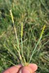 Alopecurus aequalis
