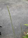 Sporobolus indicus