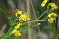 Jacobaea aquatica